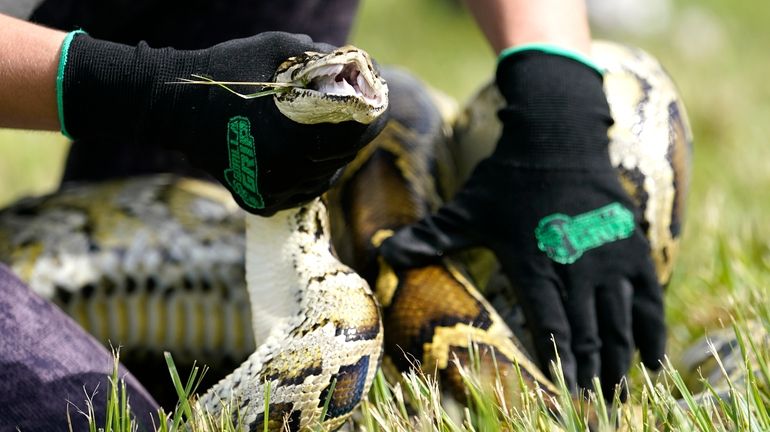 A Burmese python is held during a safe capture demonstration...