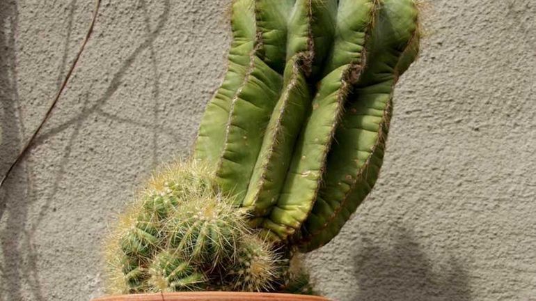 Cactus plants can become infested with aphids.