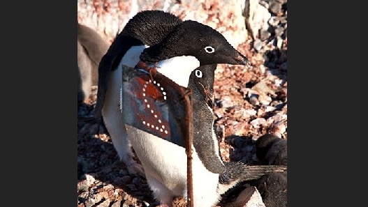 Heather Lynch Identifies Sea Ice as the Conductor of Antarctic Ecosystem Stability