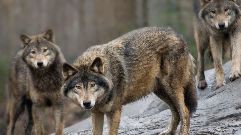 In this April 9, 2009 file photo, Swedish wolves are...