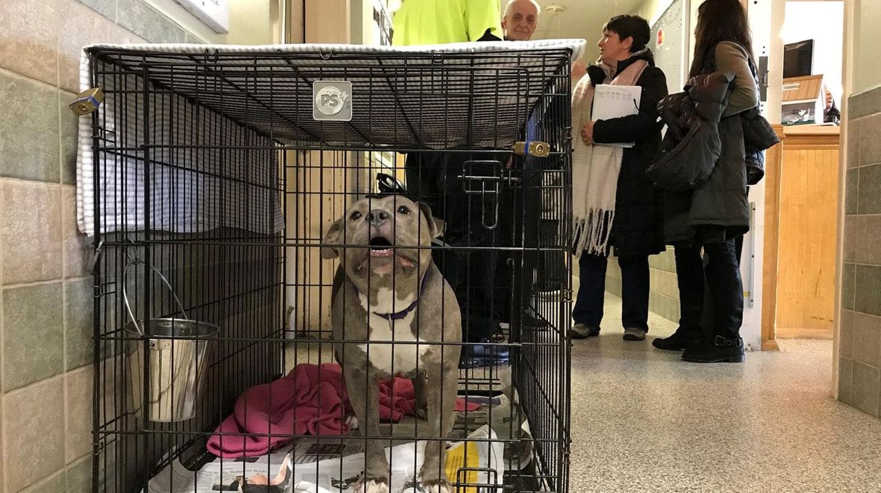 Animal shelters learned from the COVID19 pandemic Newsday