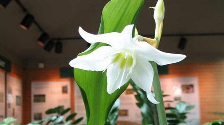 Amazon lilies don't like change, so repotting could cause a...