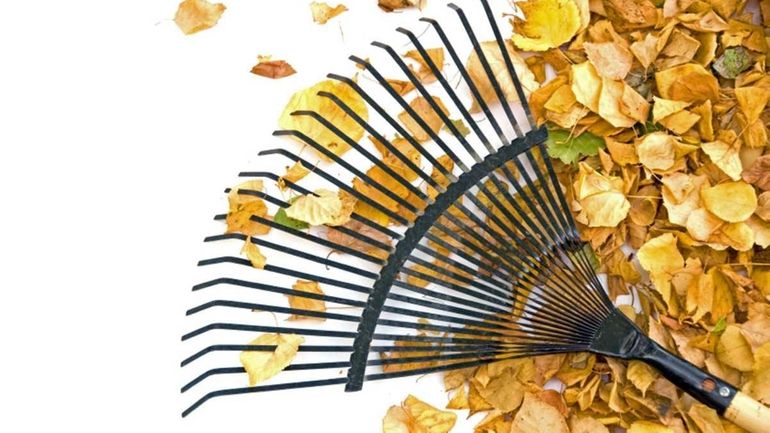 Rake, Leaf, Autumn, Gardening, Isolated, Nobody, Backgrounds, Black, Copy Space,...