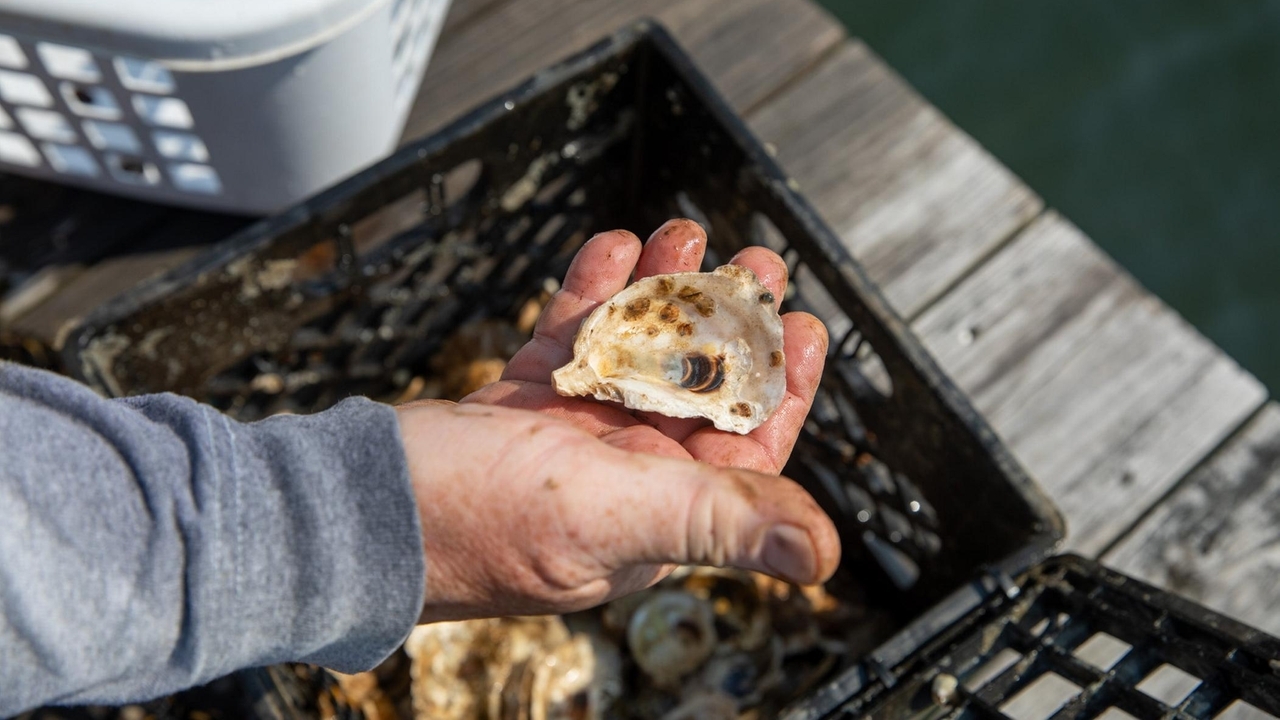 200,000 oysters might be released into the Great South Bay this summer, with your help
