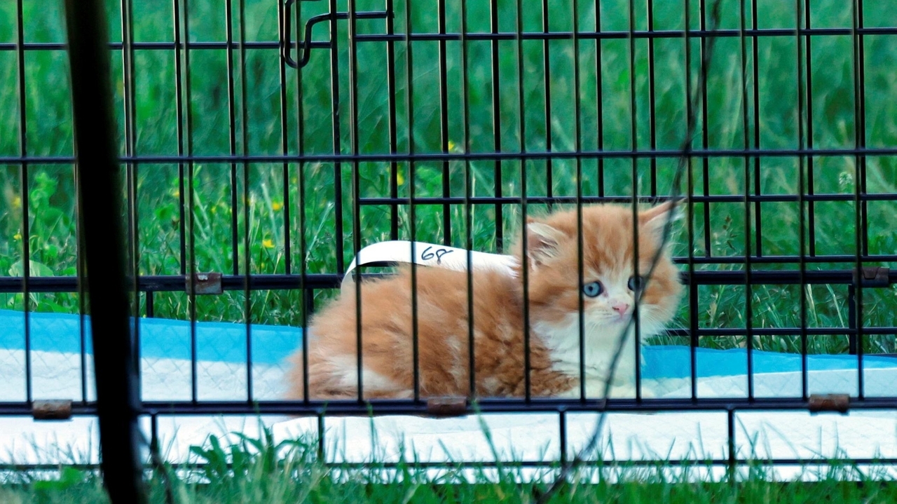 SPCA, officials return to Glen Cove home to rescue more cats