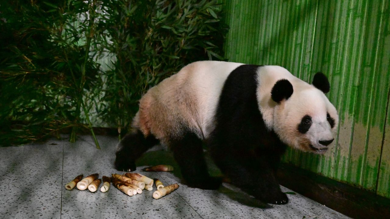 Japan's last pair of pandas have arrived back in China