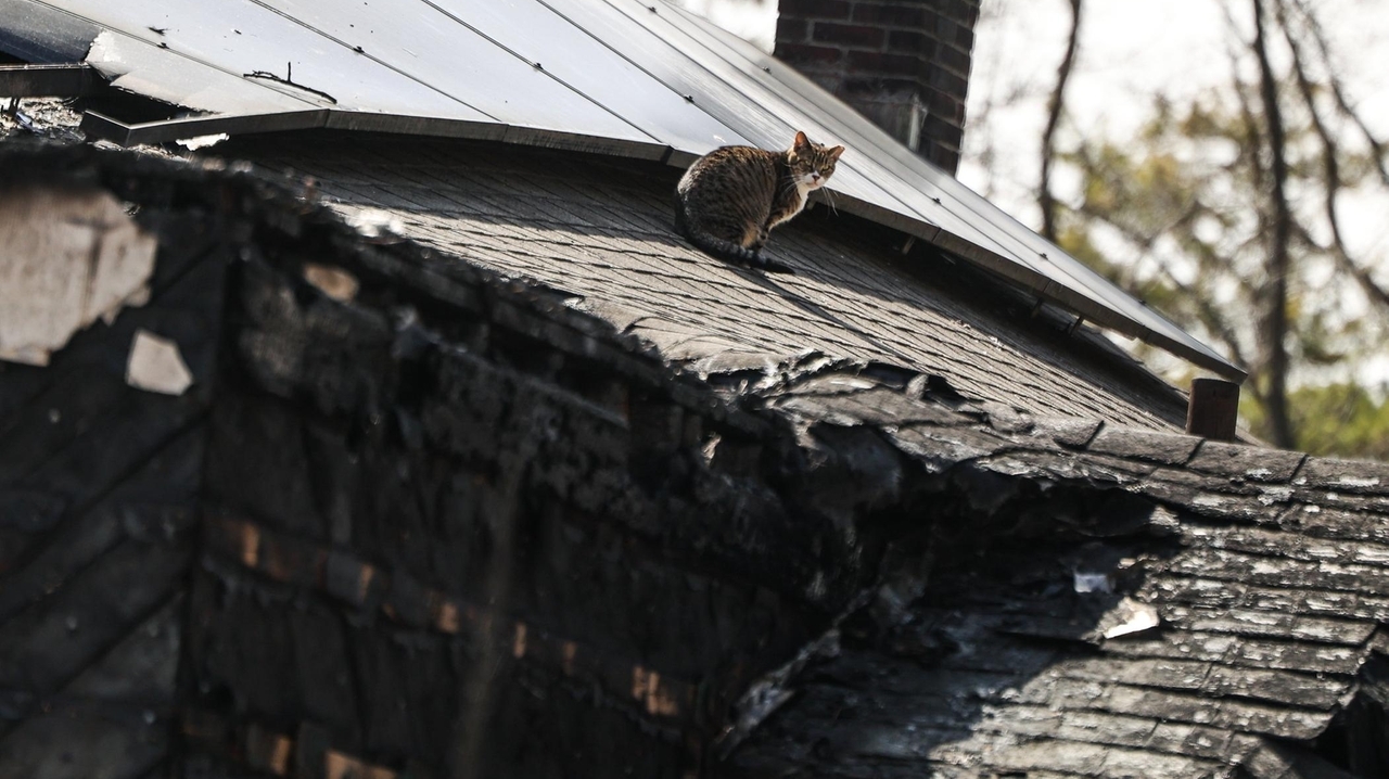 Happy Cat Sanctuary fire in Medford: No evidence of suspicious cause ...