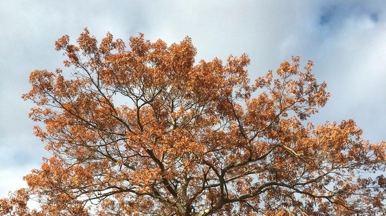 Oak trees growing in reader Diane Kerley's Holbrook yard have...