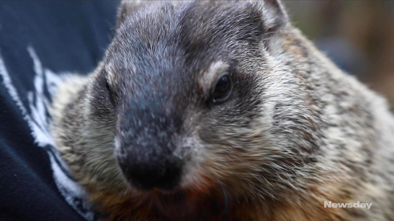 holtsville groundhog day