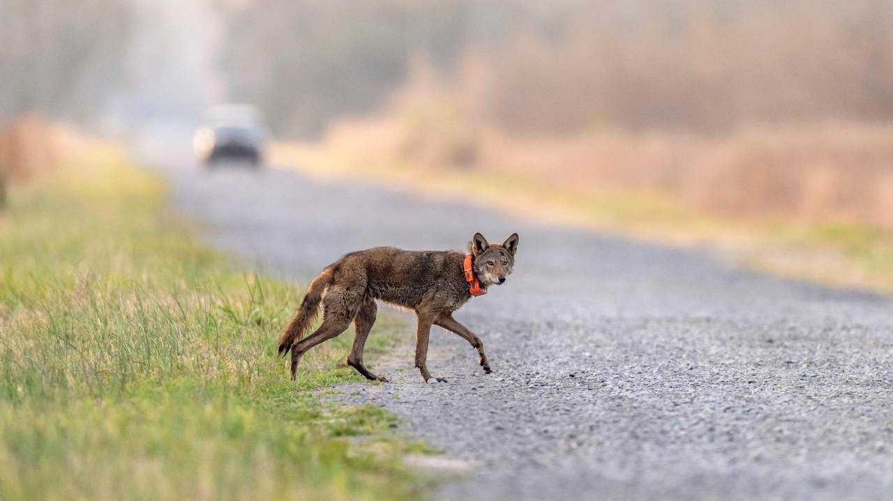 Endangered red wolf can make it in the wild, but not without `significant' help, study says - Vimarsana News
