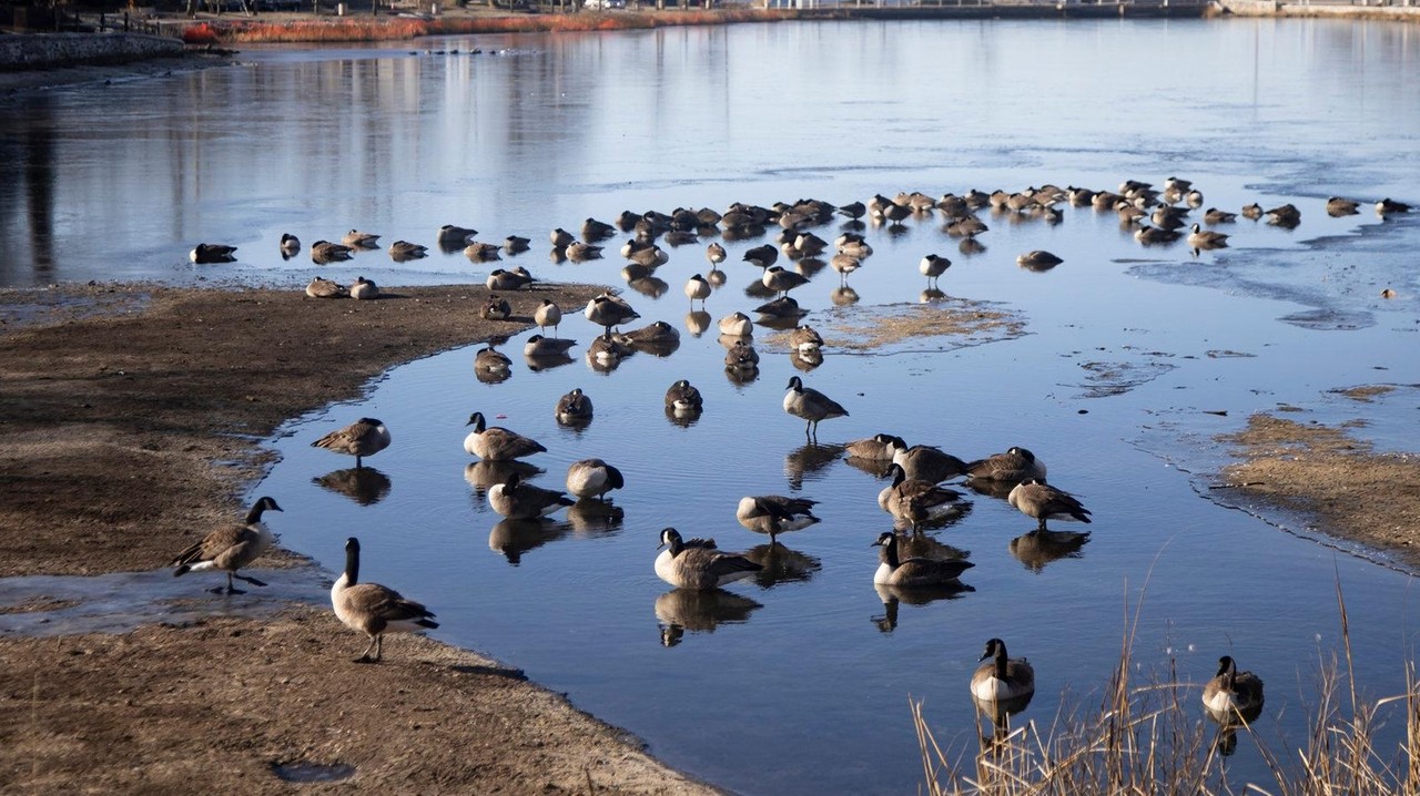 Port Washington North may outlaw feeding geese on public properties ...