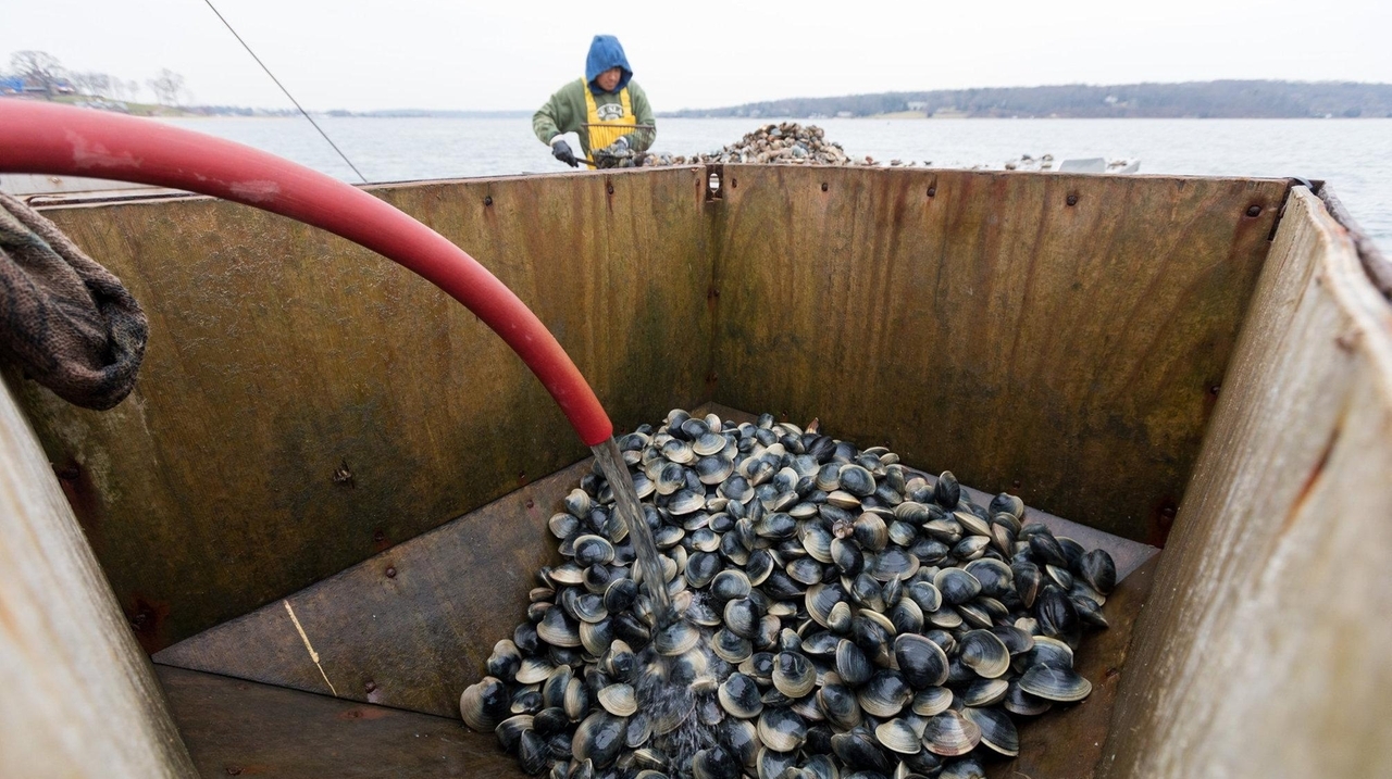 Shellfish harvester says lease issues with Oyster Bay putting business ...