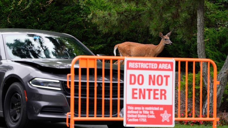 A deer walks past a law enforcement blockade of President...