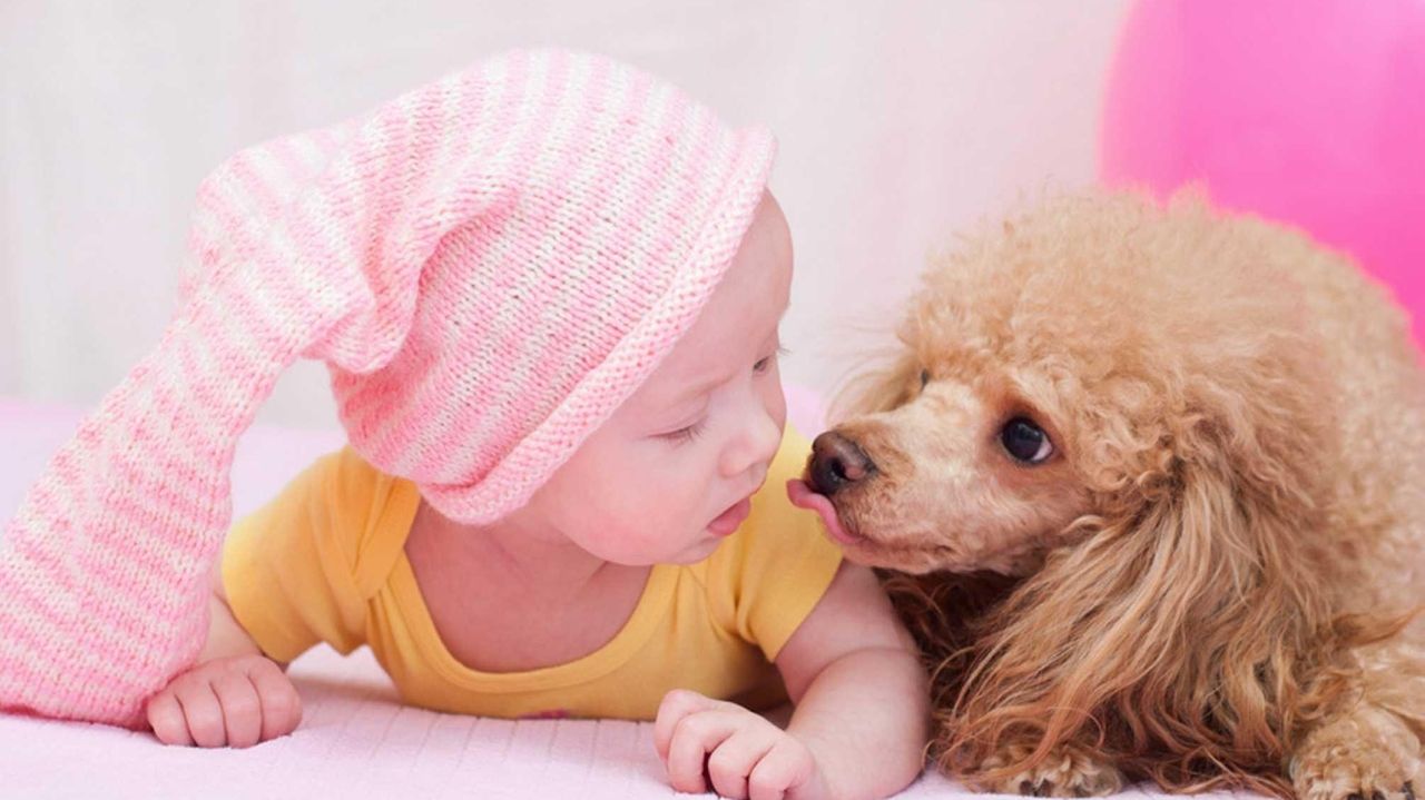 babies-and-pets-tips-for-making-the-first-introduction-newsday