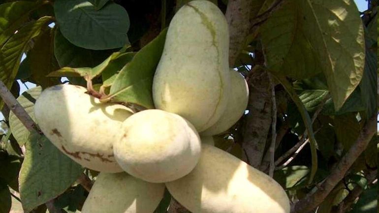 Pawpaw fruit can be used in place of bananas