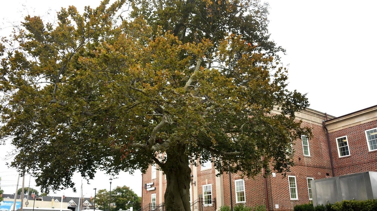 Brookhaven Town considers code to give some trees landmark status - Newsday