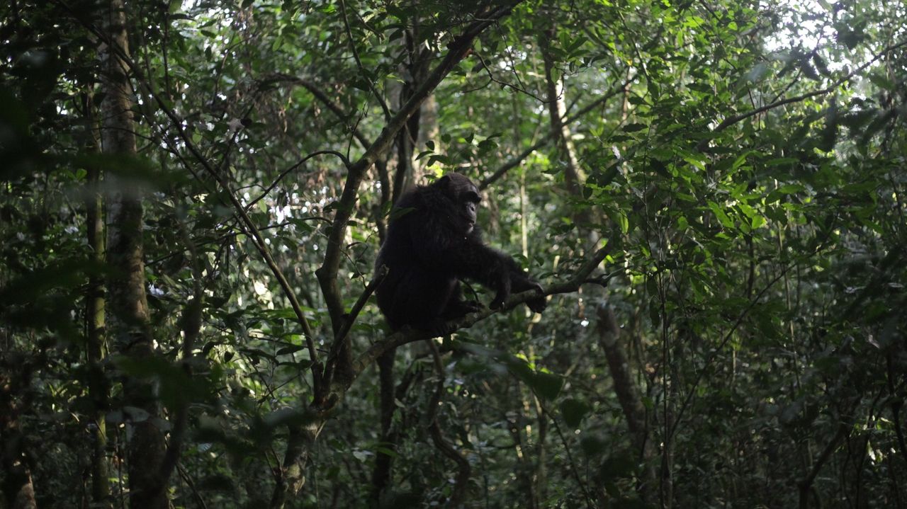 Conservationists connect with chimps in a Ugandan rainforest as they seek a sense of communion