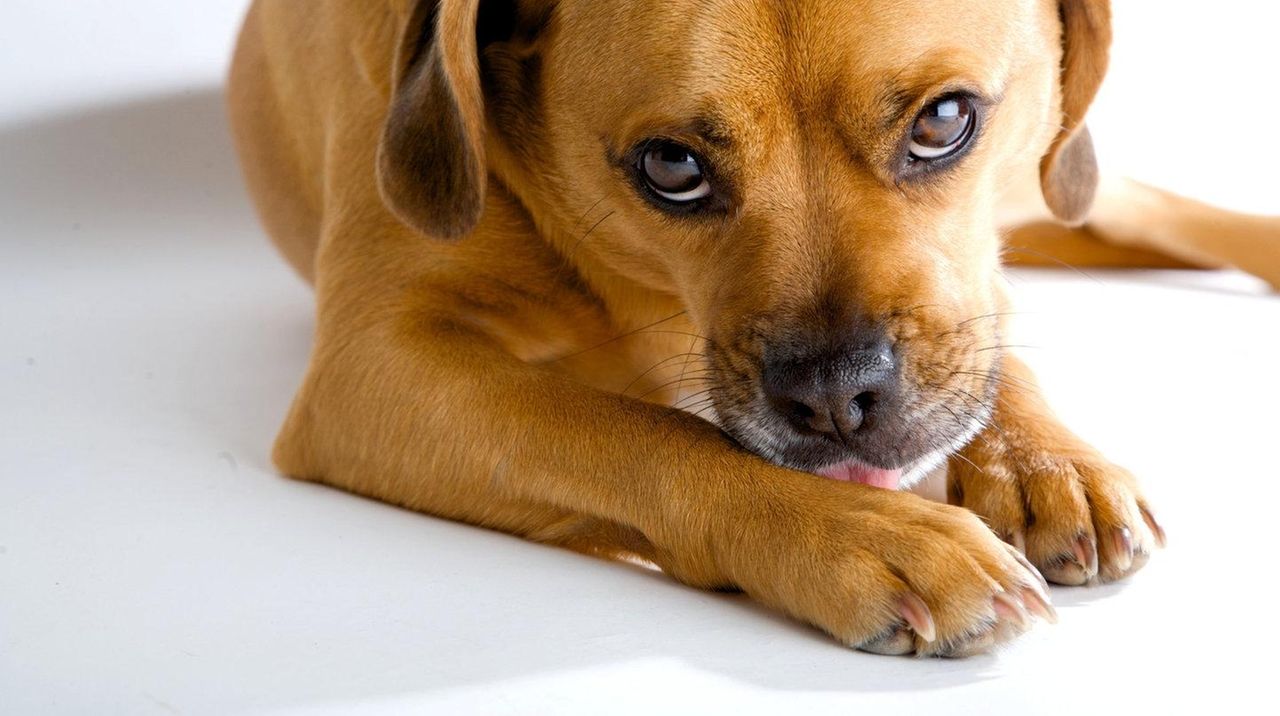 Long Island animal rescues participating in Clear the Shelters event