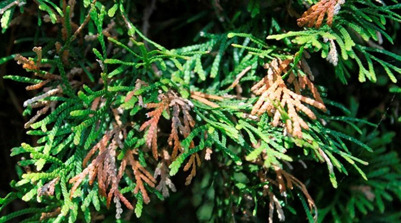 Advice on yellowing arborvitaes, pruning roses with buds, and when to