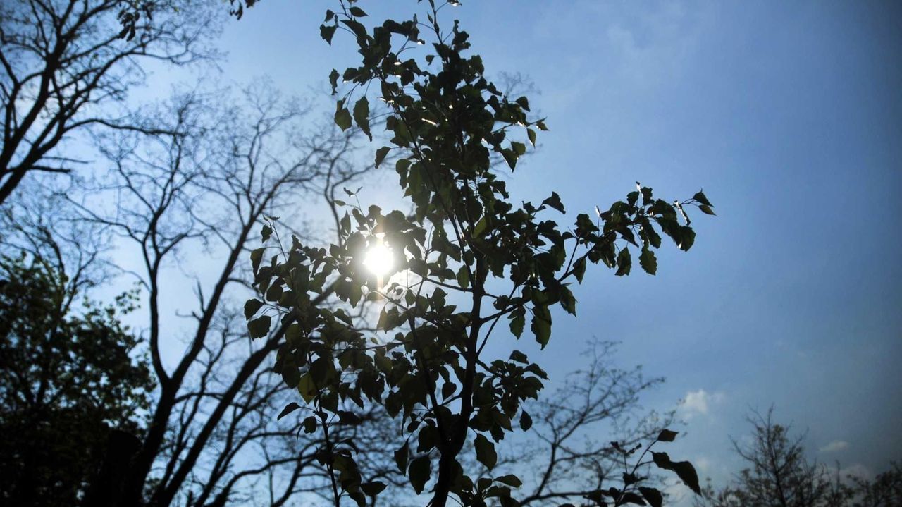 9/11 'survivor tree' seedling planted at Manorhaven Preserve - Newsday