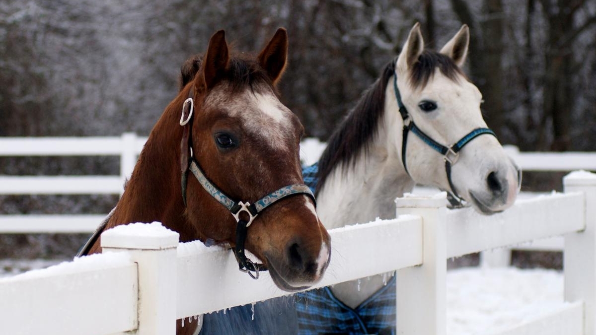 N. Babylon horse farm shines in the snow - Newsday