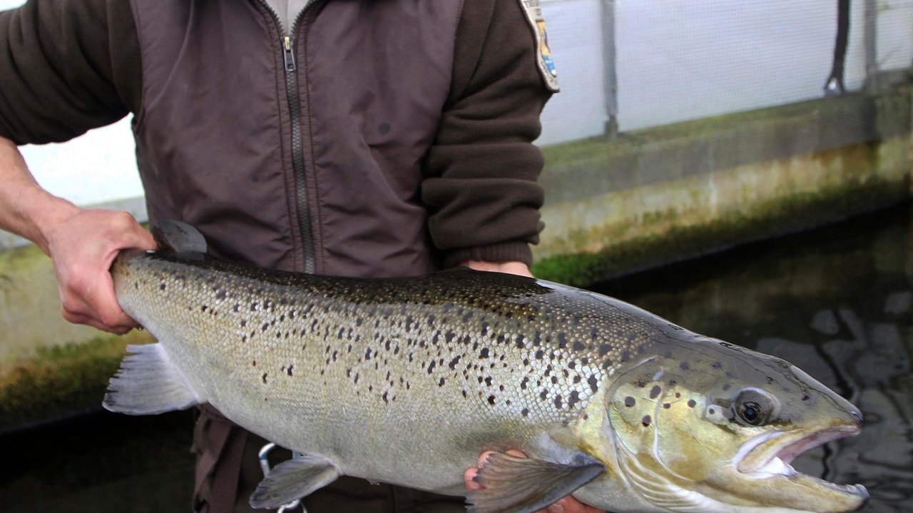 Endangered salmon may soon swim freely up a Maine river, but a comeback ...