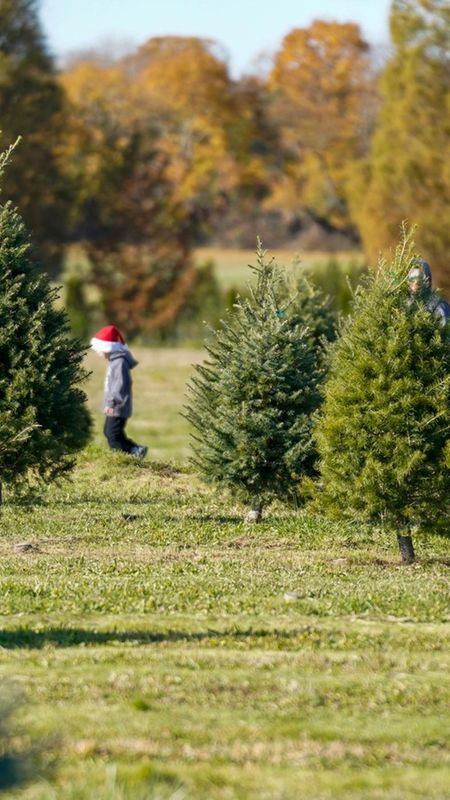 Copy Of FBHOLTREE250921_photos