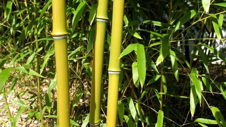 Bamboo, a fast-growing invasive plant that originated in China, is...