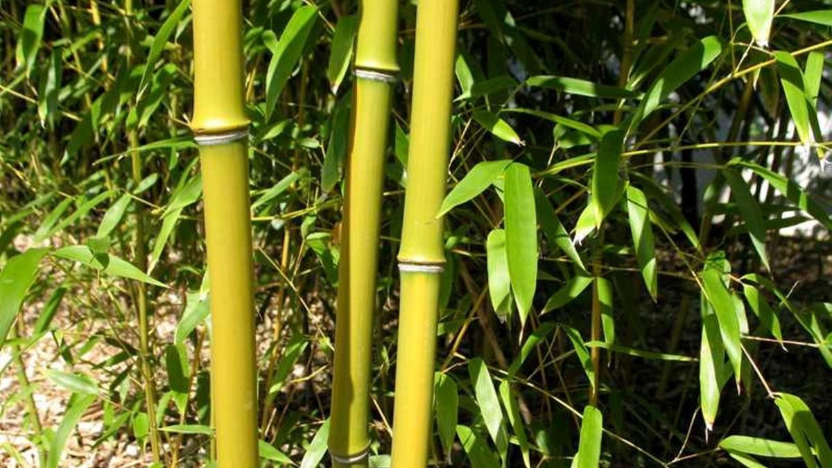 More towns consider bamboo ban - Newsday