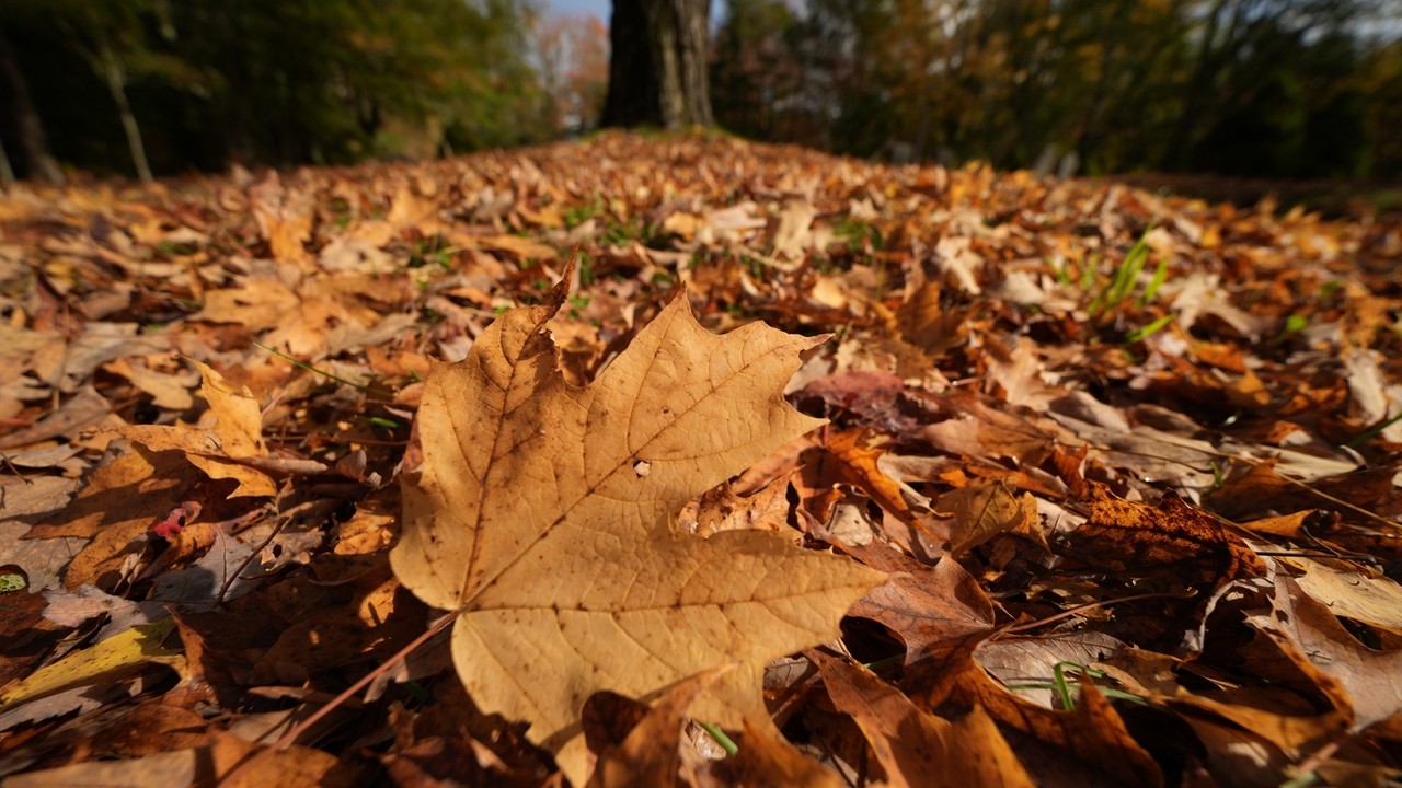 WATCH LIVE: New England's having an 'elite' year, but there's fall ...