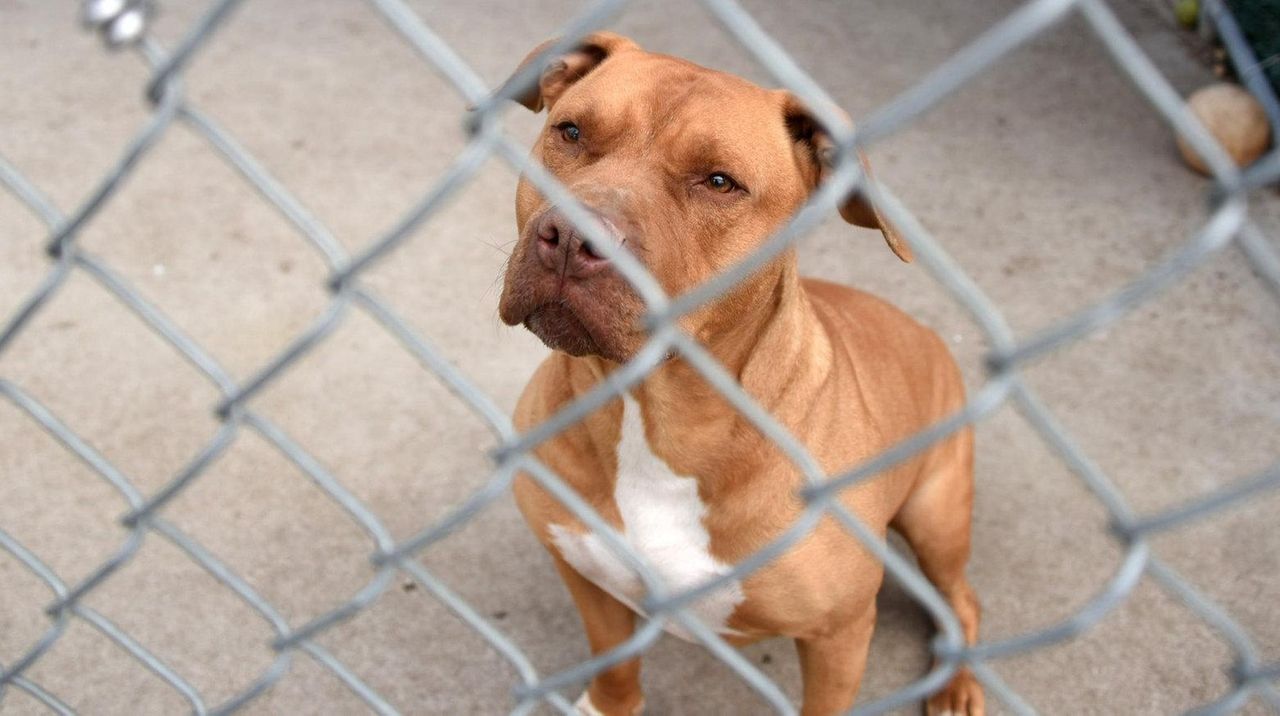 Oyster Bay temporarily halts euthanizing shelter dogs Newsday