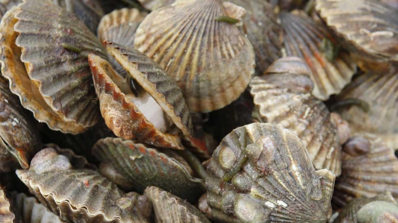 Peconic Bay scallop season opens Newsday