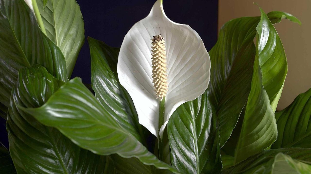 Garden Detective A peace lily with a violent smell Newsday