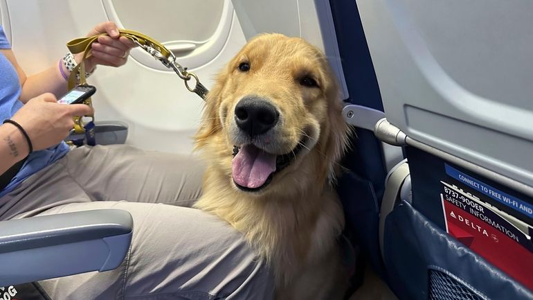 A puppy sits on an airplane during a training exercise...