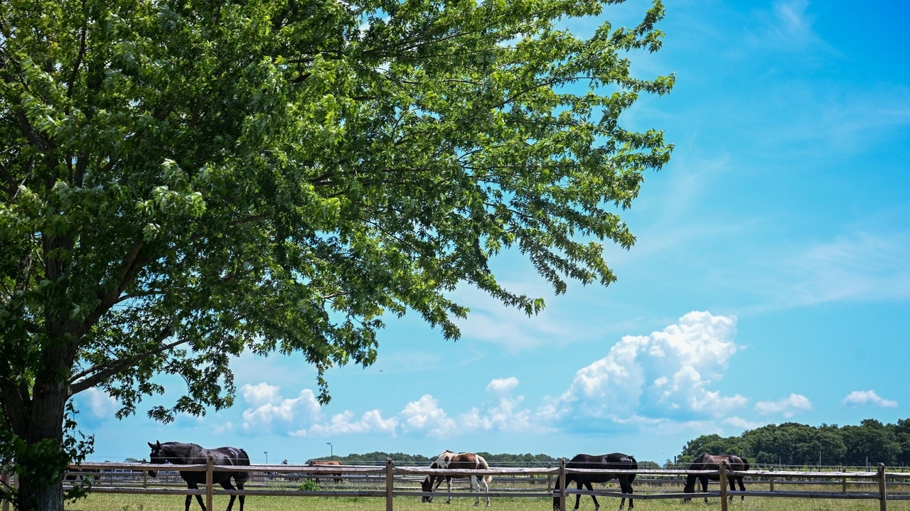 https://cdn.newsday.com/ace/c:YjRhMWE4ZTktNTEwMi00:ZmZjYzEzYmYtZjYyOC00/landscape/1280