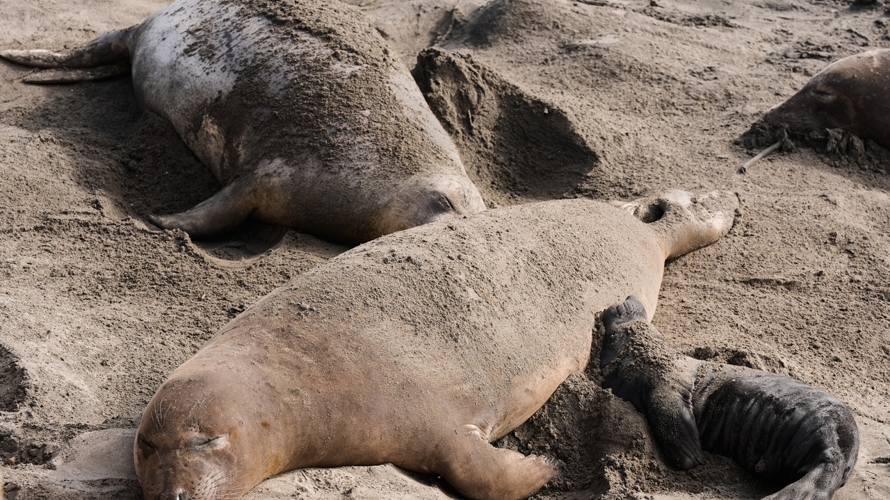 Bird flu outbreak in California elephant seals prompts officials to ...