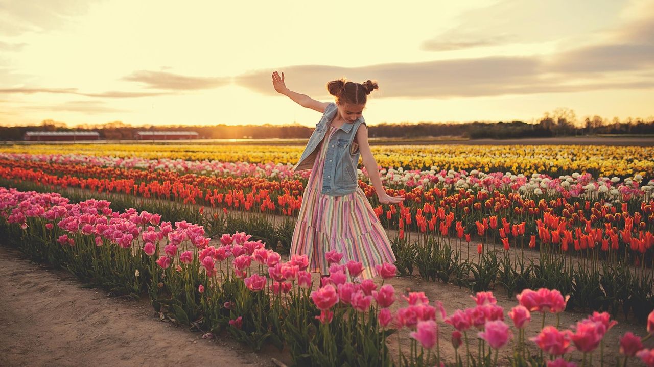 Waterdrinker Tulip Festival features 1 million blooms this year Newsday