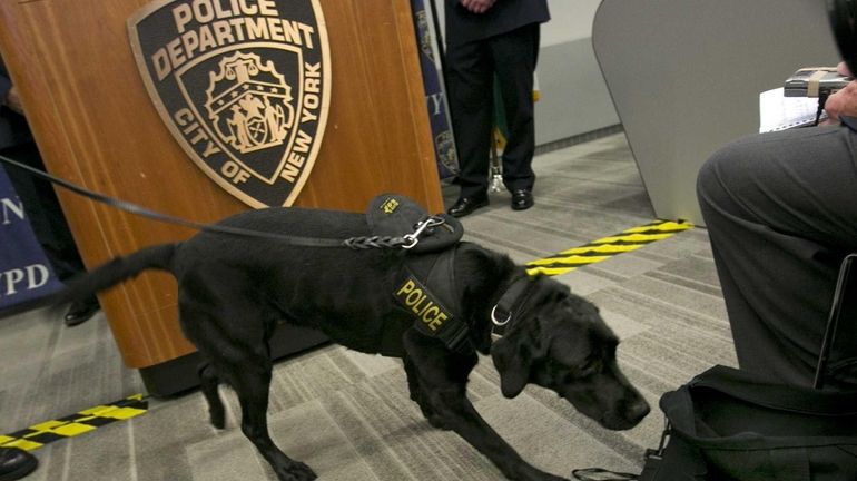 New York City Police Dept. bomb sniffing dog Ray, a...