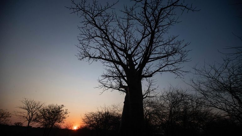 The sun sets behind a baobab tree, known as the...