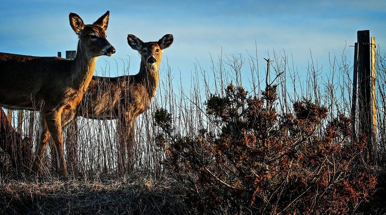 Fire Island National Seashore: 230 deer shot to reduce overpopulation ...