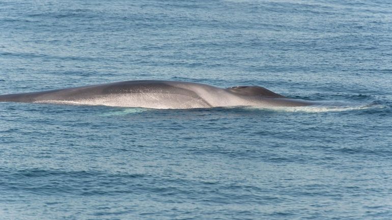 A new acoustic buoy recently deployed by scientists from the...