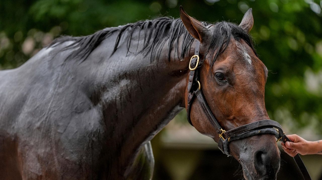 Kentucky Derby runner-up by a nose Sierra Leone is getting an adjustment for the Belmont