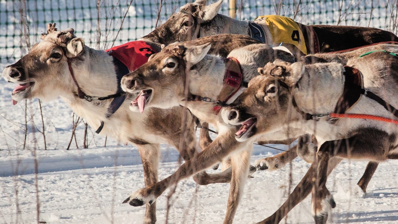 Traditional reindeer racing is delighting spectators in frigid Finland ...