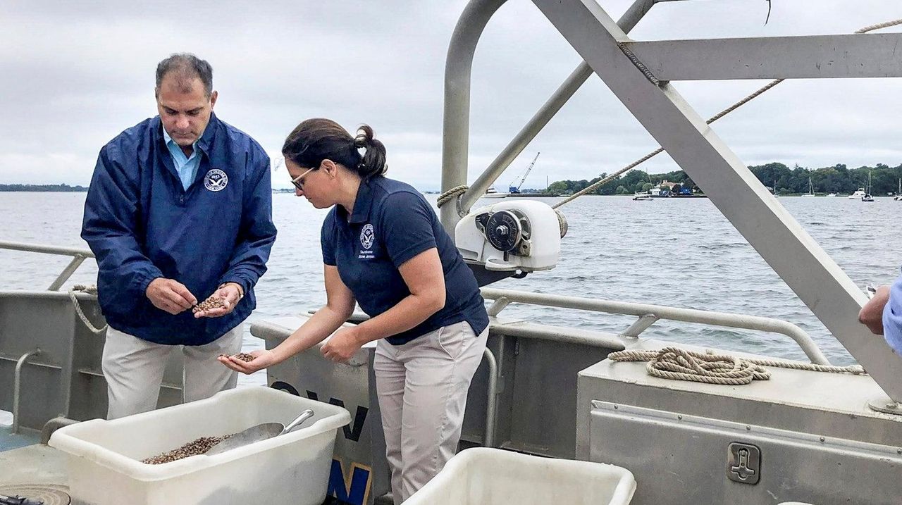 Oyster Bay releases 1 million seeds to boost shellfish population Newsday