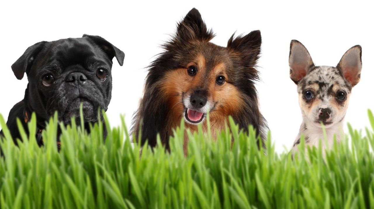 Paint fumes, with VOCs, can be lethal for birds and bad for dogs Newsday