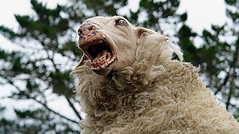 Demon Sheep: Great TV - Newsday