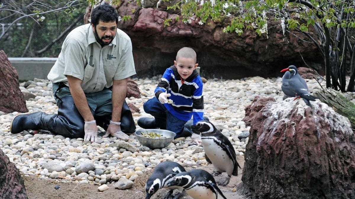 LI boy, 6, aims to help save penguins - Newsday