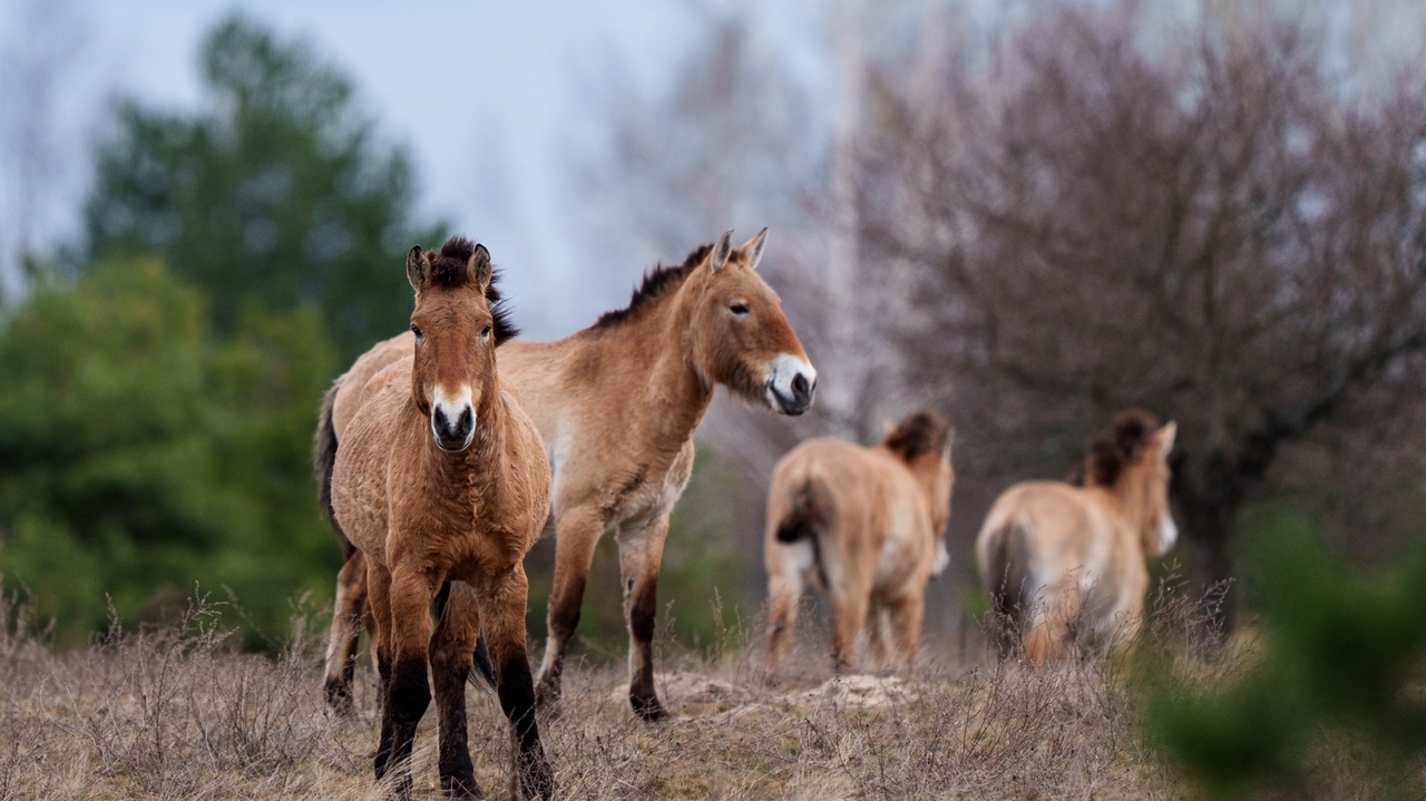 Chernobyl's radioactive landscape is a testament to nature's resilience and survival spirit