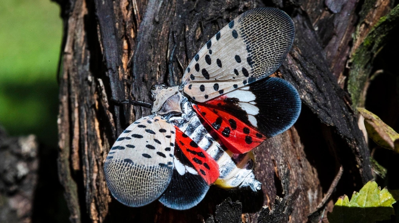 If you see it, kill it: Why this pretty bug has experts sounding