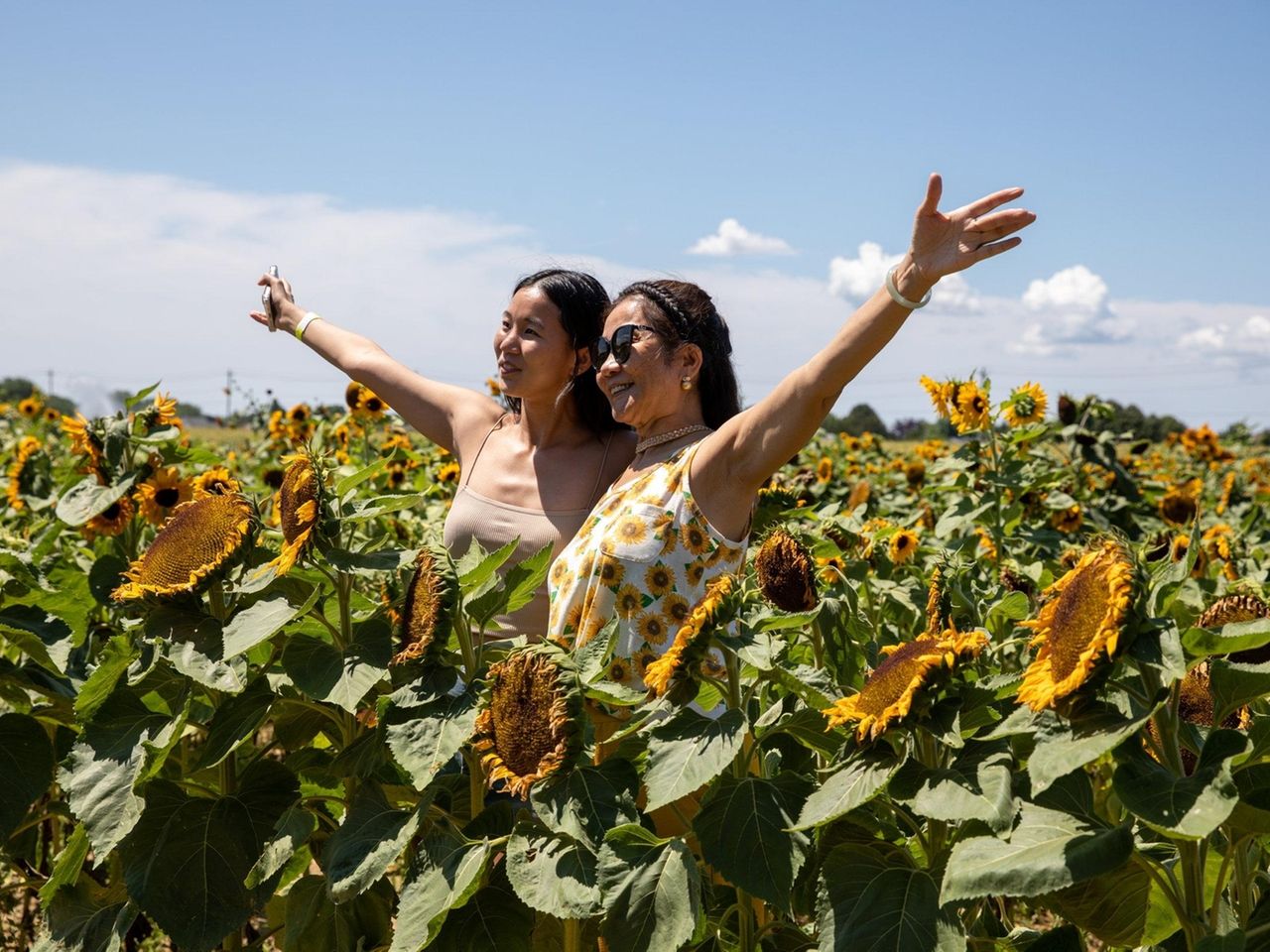 Sunflower Fields Long Island Best Flower Site